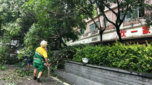 悲剧瞬间，上海行道树倒塌下的骑手小哥