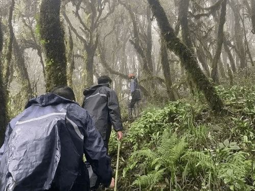 哀牢山夜晚的二氧化碳之谜