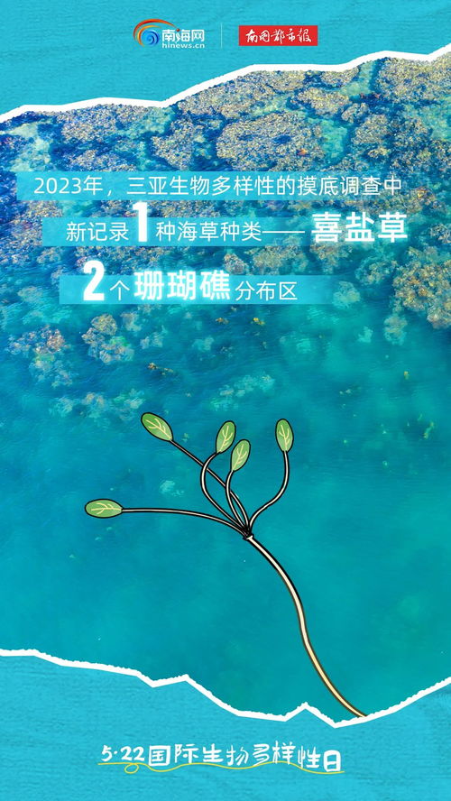 广西新发现，阳朔风筝果，揭示生物多样性之奥秘