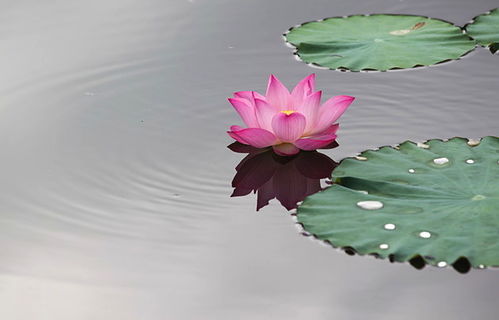 出水芙蓉是什么生肖