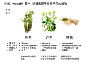 wasabi是什么意思